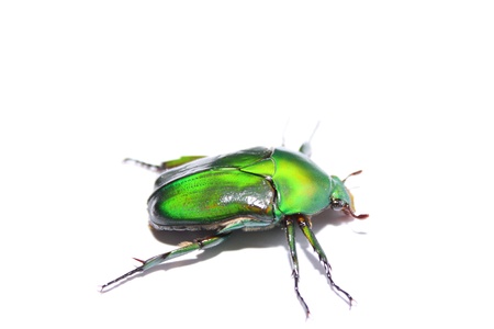 eudicella morganiの写真素材