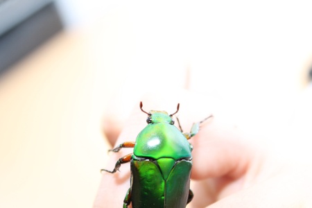 eudicella morganiの写真素材