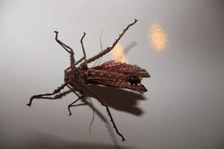 heteropteryx dilatata male