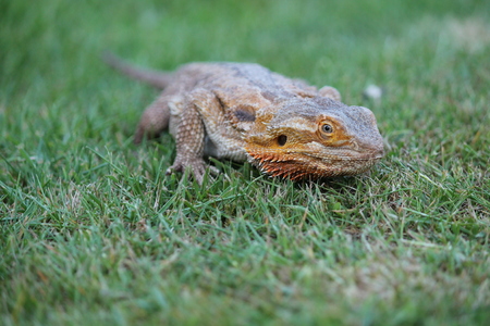 Bearded dragon