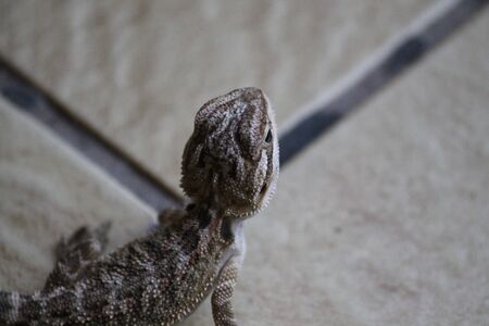 Bearded dragonの写真素材