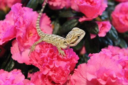 Bearded dragon