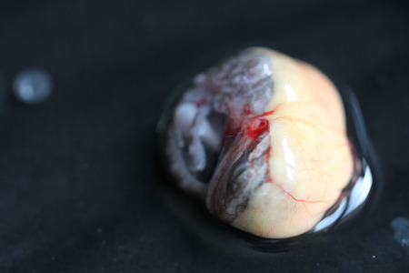 bearded dragon embryoの写真素材