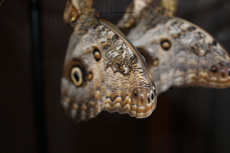 Caligo memnon butterfly in a pairの写真素材