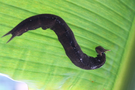 Caligo memnon caterpillar on a leaf