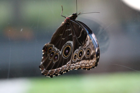 morpho peleidesの写真素材