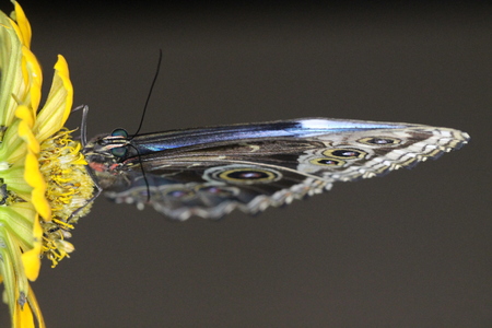 morpho peleidesの写真素材
