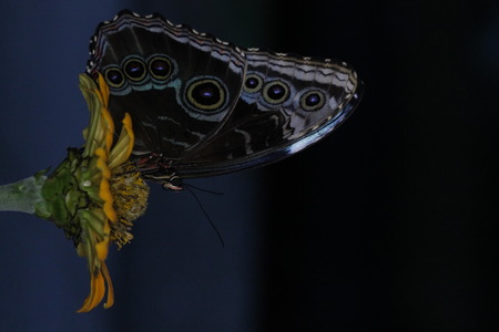 morpho peleidesの写真素材