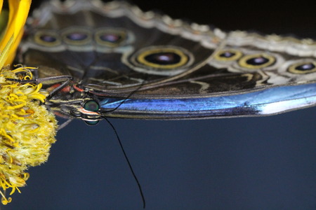 morpho peleidesの写真素材