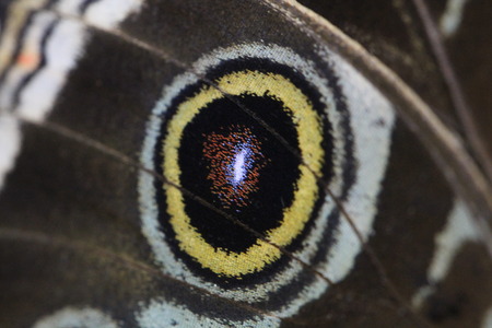 morpho peleidesの写真素材