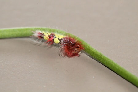 morpho peleidesの写真素材