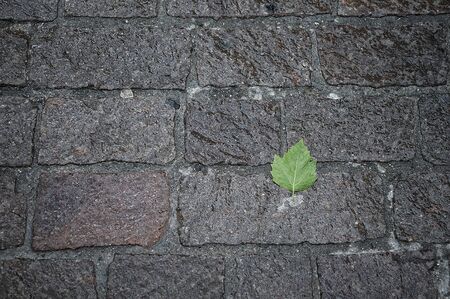 Texture wet cobblestones with leafの写真素材