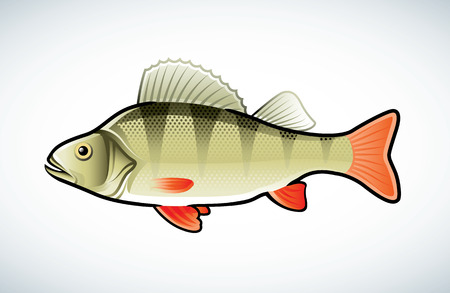 Vector illustration of a perch isolated on whiteのイラスト素材