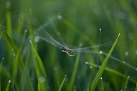 Spider in a rice fieldの写真素材