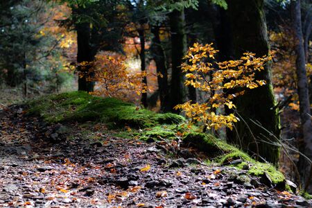 forest trail full of color during autumn seasonの写真素材