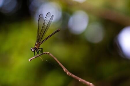 Yellowtiger open wings dragonfly on a twigの写真素材