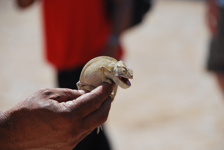 a man holding a chameleon in his handの写真素材