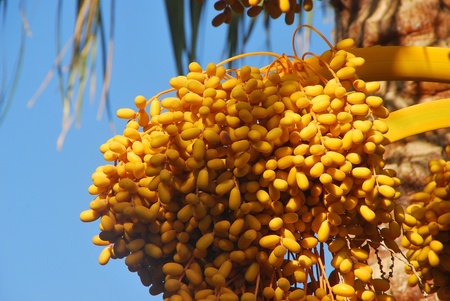 yellow ripe date depend on a palm tree on beachの写真素材