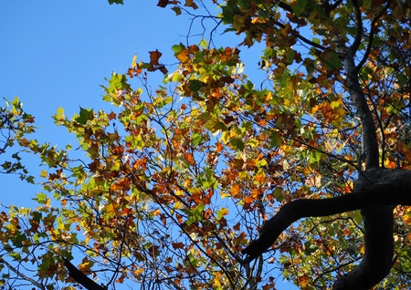 lots of colorful leaves on a tree in autumnの写真素材