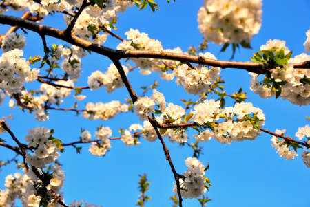beautiful white cherry blossoms and blue sky