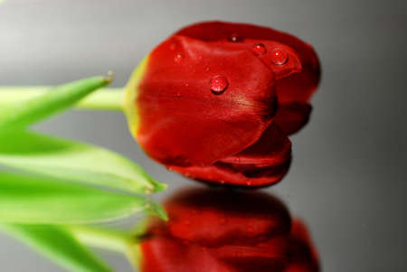 red tulip with water drops on a mirrorの写真素材
