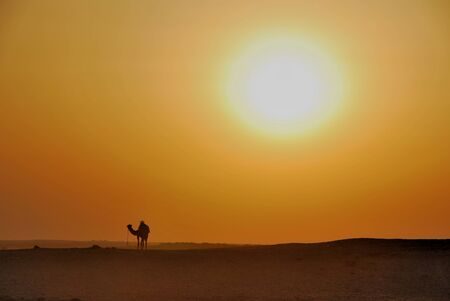 beautiful sunset in the desert with a camelの写真素材