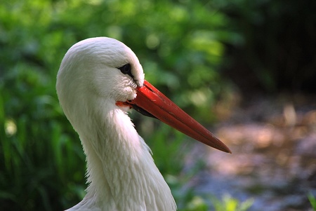 beautiful white stork with a red beakの写真素材