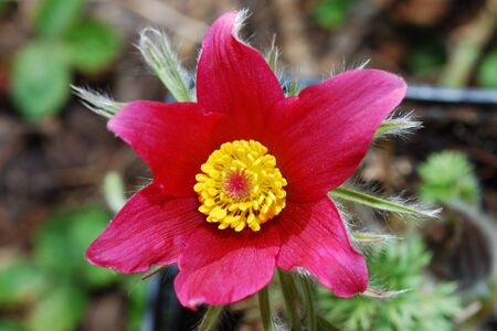 close up from a red spring flowerの写真素材