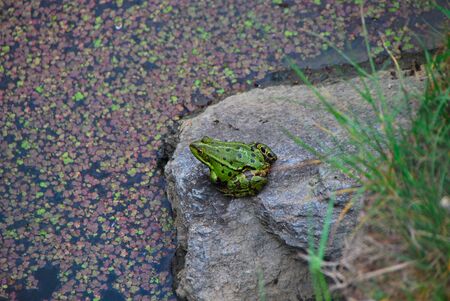 green frog sits on the edge of the pond ready for take-offの写真素材