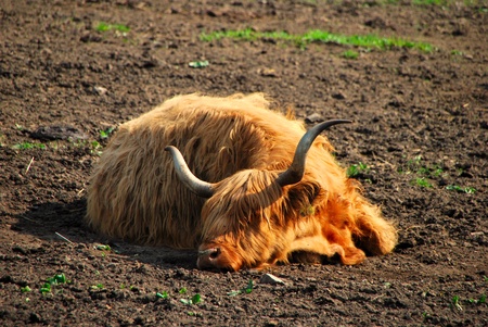 Highland beef is sleeping on the floor in the beautiful warm evening sunの写真素材
