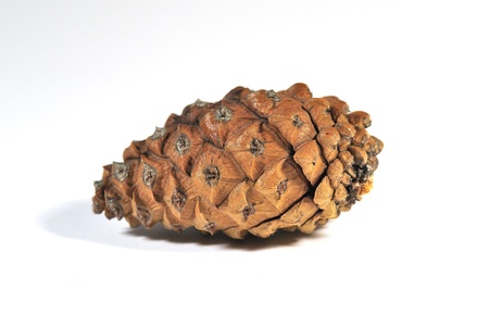 great view of a young brown pine conesの写真素材