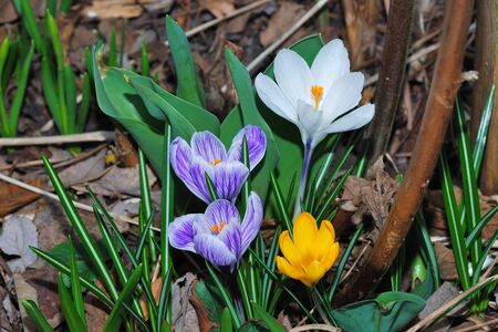purple crocus flowers white and orangeの写真素材