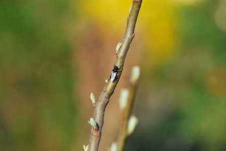 small fly sitting in the sun on a road in the springの写真素材