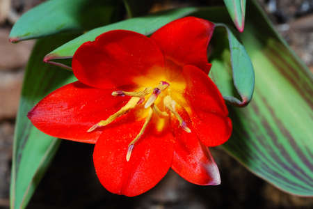 beautiful red tulip fresh wild flowers in springの写真素材