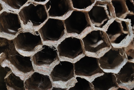 macro close up of bee honeycombs