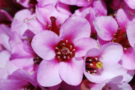 close up from lot of pink bloom in the springの写真素材