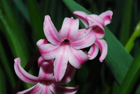 close up from a pink hyacinth in the sunの写真素材