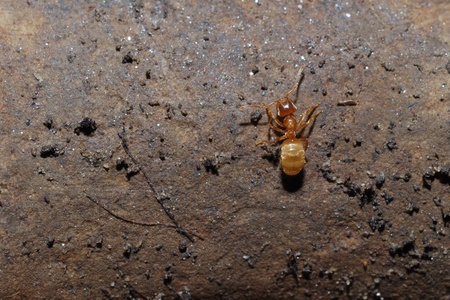 red ant sitting on a brown stone in the sunの写真素材