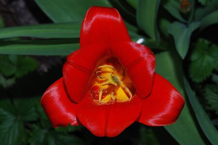 close up from a red tulip top view in the springの写真素材