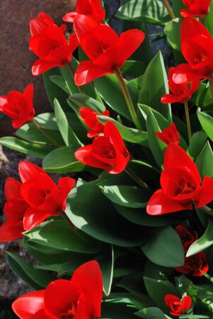 lot of red tulip flower in the springの写真素材