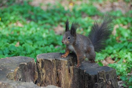 small squirrel sitting on a tree stumpの写真素材
