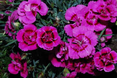 lot of pink flower in the garden and springの写真素材