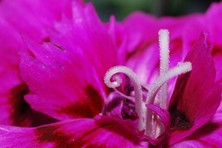 beautiful pink bloom flower macro fotoの写真素材