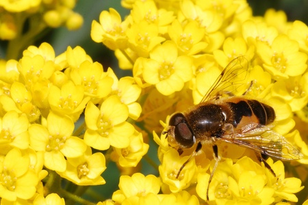 bee sits on beautiful yellow flowersの写真素材