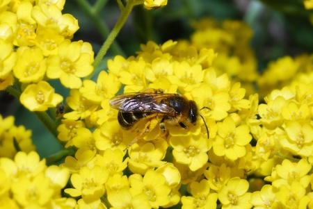 Bee sitting on a yellow flower in springの写真素材