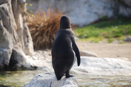 little penguin from the zoo from behindの写真素材