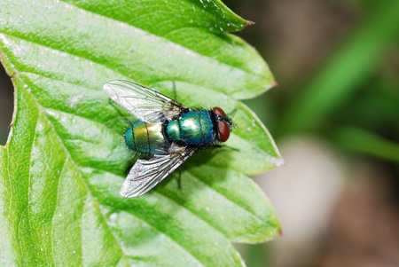 colorful fly is sitting in the sun on a leafの写真素材