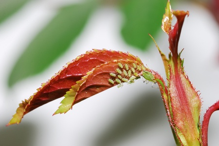 many aphids on rose leaf in springtimeの写真素材