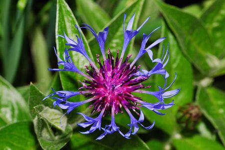 fresh blue corn flower in springの写真素材