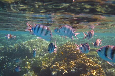 lots of colorful fish sea diving in the clearの写真素材